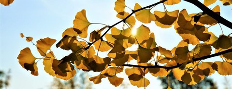 Ginkgo_Trauer