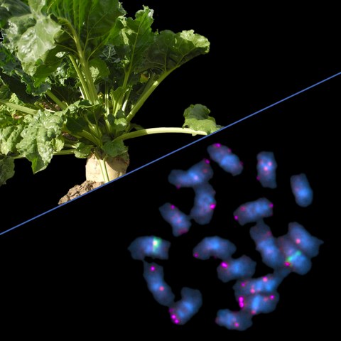 Maiwald et al. 2020: Cassandra along beet chromosomes
