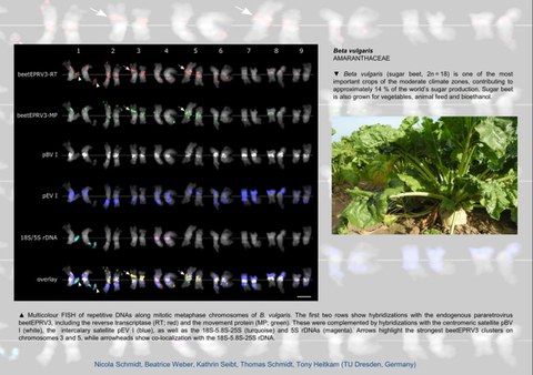 4th Chromosome Calender: July 2021