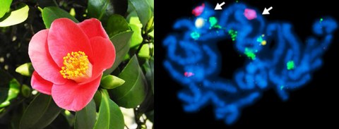 Heitkam T., Petrasch S., Zakrzewski F., Kögler A., Wenke T., Wanke S. and Schmidt T. (2015): Next-generation sequencing reveals differentially amplified tandem repeats as a major genome component of Northern Europe's oldest Camellia japonica. Chromosome Research, 23(4):791-806