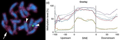 Schwichtenberg K., Wenke T., Zakrzewski F., Seibt K. M., Minoche A. E., Dohm J. C., Weisshaar B., Himmelbauer H., Schmidt T. (2016) Diversification, evolution and methylation of Short Interspersed Nuclear Element families in sugar beet and related Amaranthaceae species. The Plant Journal, 85:229-244