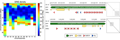 Seibt et al. (2016) Short interspersed nuclear elements (SINEs) are abundant in Solanaceae and have a family-specific impact on gene structure and genome organization. The Plant Journal