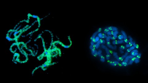 Chromosomes