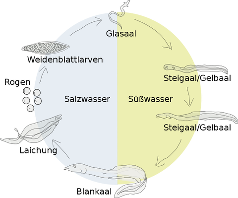 Schematischer Lebenszyklus der Aale 