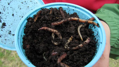 Earthworms in a box with soil