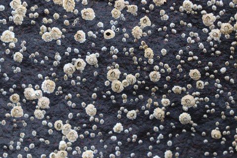 Light barnacles on a dark surface