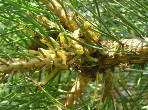 Diprion Pini Larvae on a pine tree