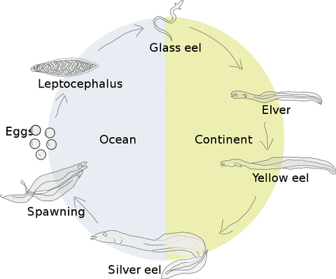 Eel life cycle English