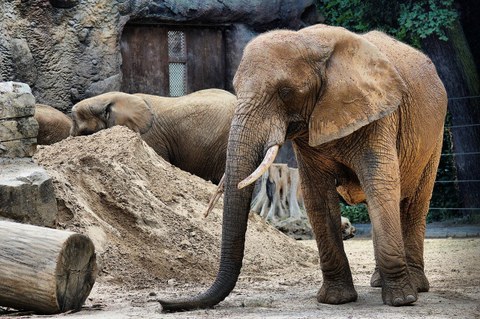 Sawu der Elefant im Dresdener Zoo.