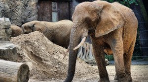 Sawu der Elefant im Dresdener Zoo.