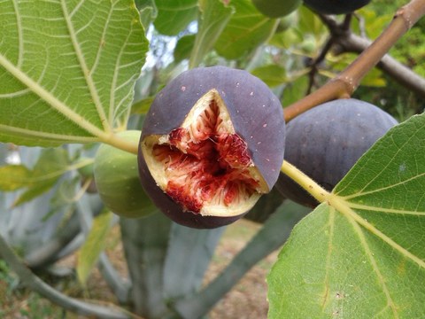 bursted fig in a tree
