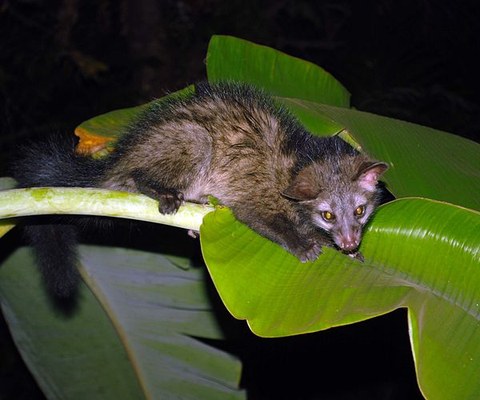 palm civet sitting on a leaf