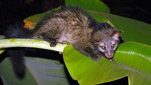 palm civet sitting on a leaf