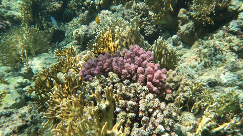 Korallen im Roten Meer