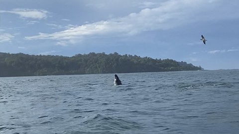 Baby Humpbackwhale jumping from the water.