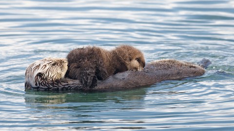 sea otter floating on it's back with young otter sitting on it.