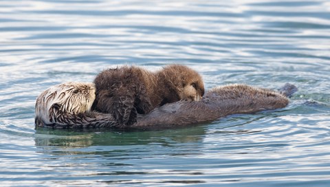 Seeotter auf dem Rücken schwimmend mit Jungem auf sich sitzend.