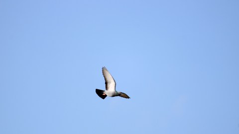 Taube fliegt in der Luft vor blauem Himmel