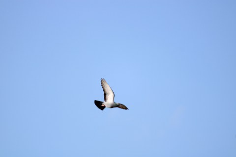 Taube fliegt in der Luft vor blauem Himmel