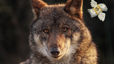 brown wolf looking into the camera, emoji of a flying money bundle next to the wolf's head