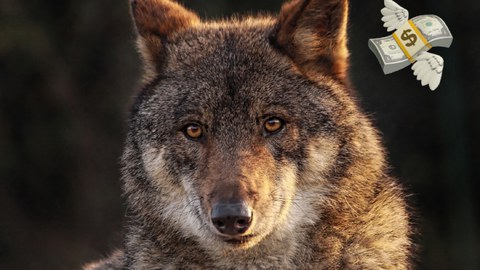 brauner Wolf der in die Kamera blickt, emoji fliegender Geldschein neben dem Kopf des Wolfes