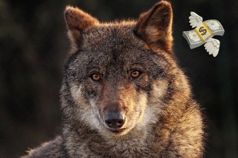 brauner Wolf der in die Kamera blickt, emoji fliegender Geldschein neben dem Kopf des Wolfes