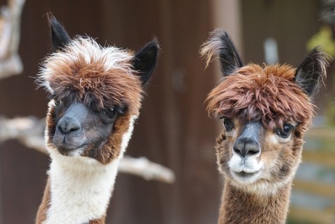 Alpaca