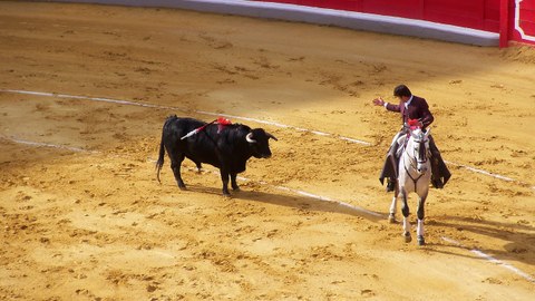 Torero and bull in a bullfight