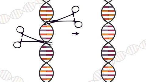 CRISPR/Cas9 depicted as gene cutting scissors