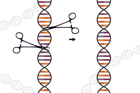 CRISPR/Cas9 depicted as gene cutting scissors