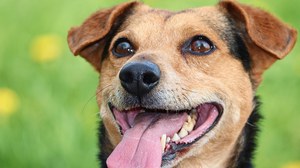 Dog with tongue sticking out