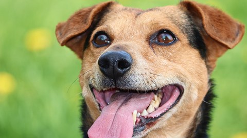 Dog with tongue sticking out