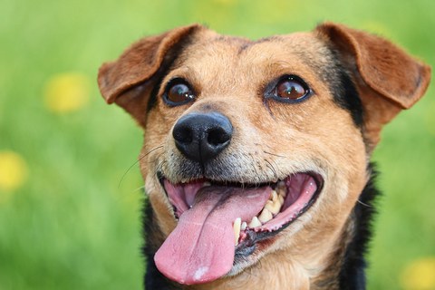 Dog with tongue sticking out