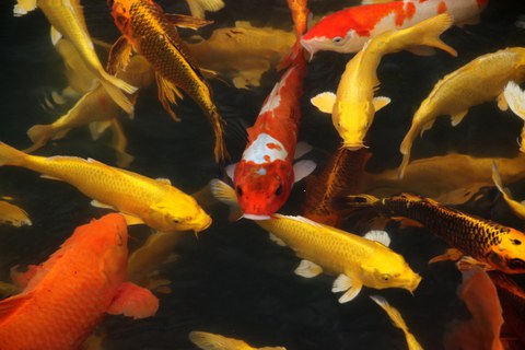 A group of differently colored koi