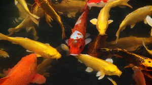 Eine Gruppe von Kois in unterschiedlichen Farben