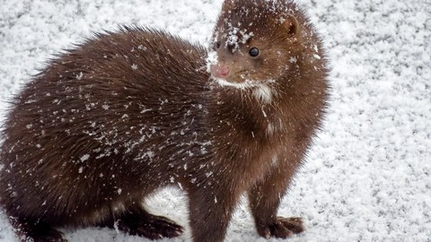 Brauner Nerz im Schnee