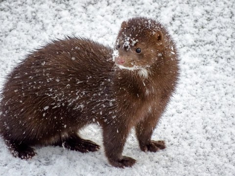 Brown mink in snow