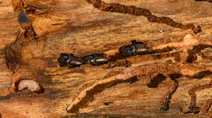 Der Fichtenborkenkäfer bohrt sich durch das Holz seines Wirtsbaumes und richtet dadurch großen Schaden an.