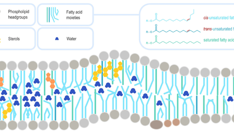 Membranstruktur mit eingebauten Nahrungslipiden