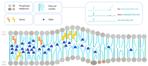 Membranstruktur mit eingebauten Nahrungslipiden