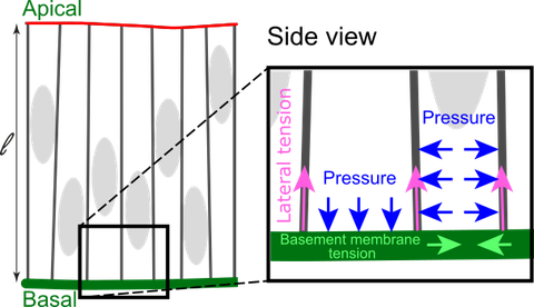 Graphical Abstract