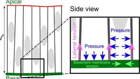 Graphical Abstract