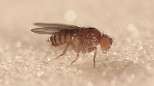 Drosophila melanogaster