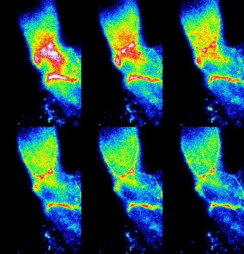 Myosin-II is preferentially recruited to junctions at the AP boundary. Timepoints of a photoconversion experiment using Sqh::Dendra2 show that during initiation of the AP boundary Myosin-II preferentially localizes to the AP boundary.