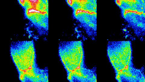 Myosin-II is preferentially recruited to junctions at the AP boundary. Timepoints of a photoconversion experiment using Sqh::Dendra2 show that during initiation of the AP boundary Myosin-II preferentially localizes to the AP boundary.