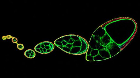 Drosophila Eikammern