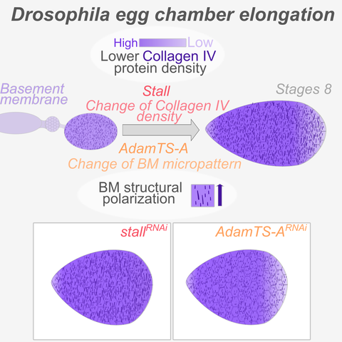 AdamTS proteases control basement membrane heterogeneity and organ shape in Drosophila