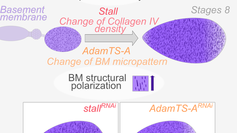 AdamTS proteases control basement membrane heterogeneity and organ shape in Drosophila