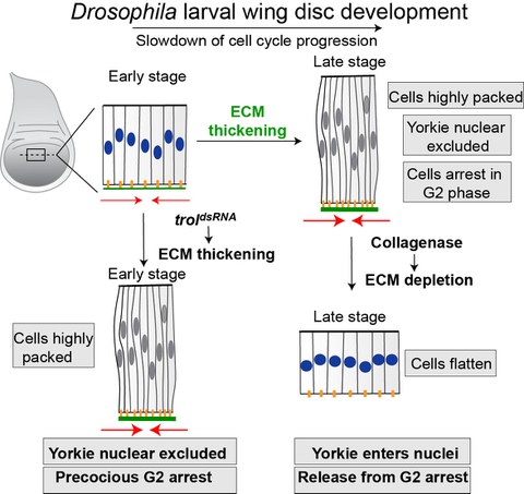 Extracellular matrix restrains cell-cycle progression by nuclear exclusion of Yorkie in Drosophila