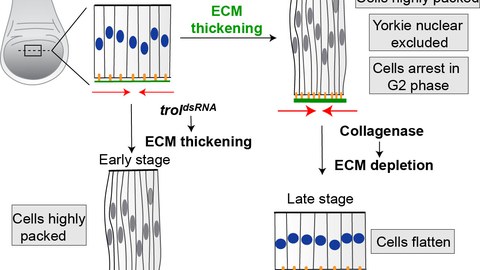 Extracellular matrix restrains cell-cycle progression by nuclear exclusion of Yorkie in Drosophila